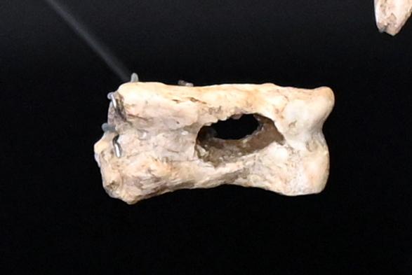 Durchlochtes Gerät, Neolithikum (Jungsteinzeit), 5500 - 1700 v. Chr., 3800 - 3600 v. Chr., Bild 1/3