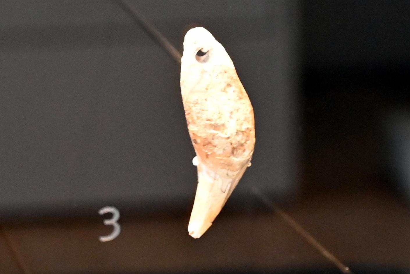 Durchlochter Bärenzahn, Neolithikum (Jungsteinzeit), 5500 - 1700 v. Chr., 4000 - 3000 v. Chr., Bild 1/2