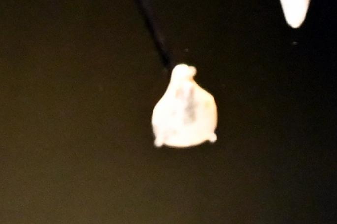 Perle, Neolithikum (Jungsteinzeit), 5500 - 1700 v. Chr., 4000 - 3000 v. Chr., Bild 1/2